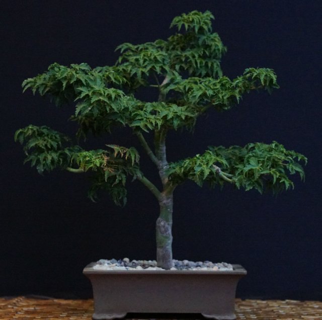 bonsai20.jpg