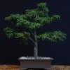 bonsai20_small.jpg