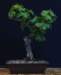 bonsai24_small.jpg