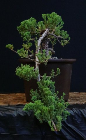 bonsai3.jpg