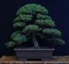 bonsai30_small.jpg