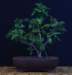 bonsai32_small.jpg