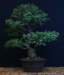 bonsai33_small.jpg