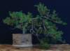 bonsai34_small.jpg