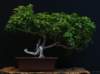 bonsai37_small.jpg