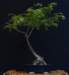 bonsai38_small.jpg