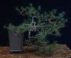 bonsai39_small.jpg