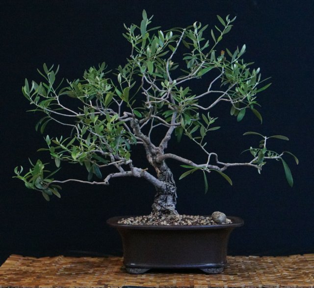 bonsai4.jpg