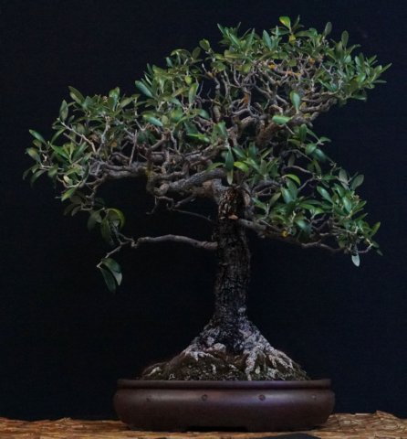 bonsai40.jpg