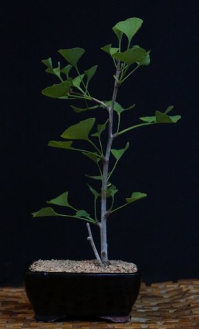 bonsai42.jpg