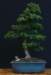 bonsai46_small.jpg