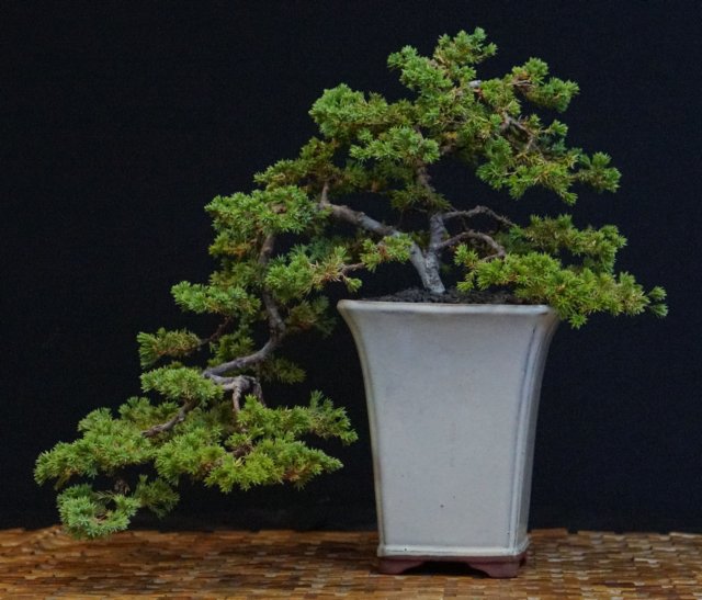 bonsai48.jpg