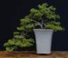 bonsai48_small.jpg