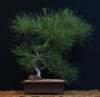 bonsai49_small.jpg