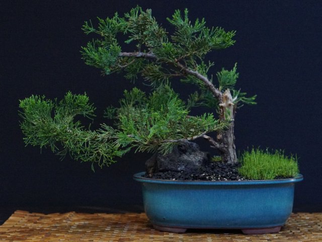 bonsai5.jpg