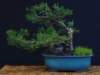 bonsai5_small.jpg