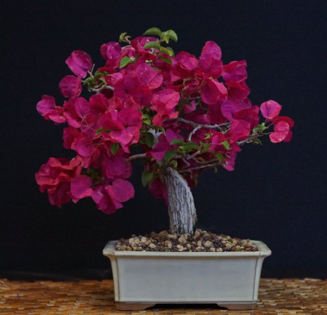 bonsai7.jpg