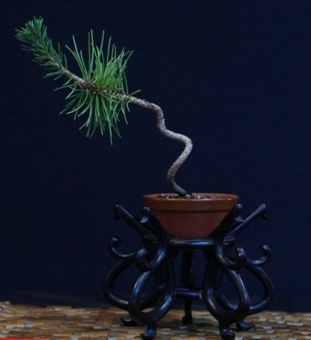 bonsai8.jpg