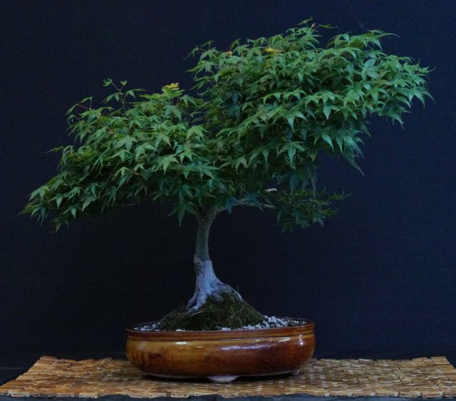 bonsai9.jpg