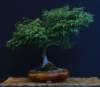 bonsai9_small.jpg