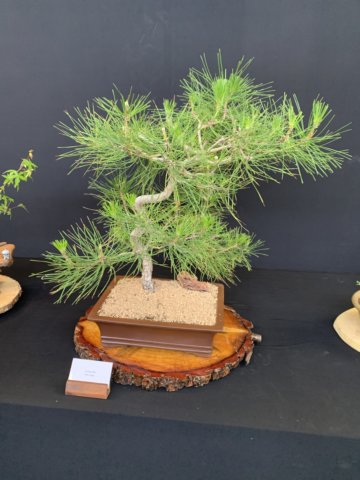 display10.jpg