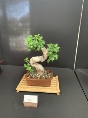 display18.jpg