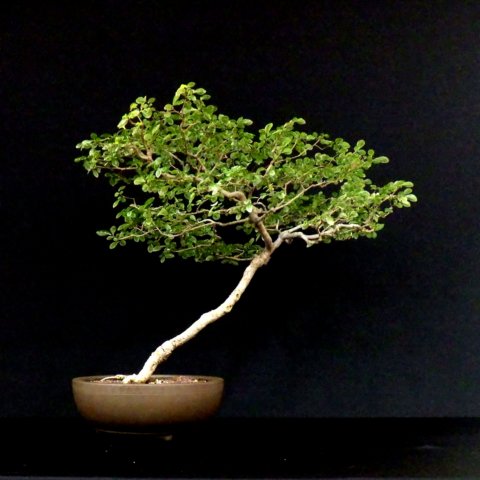 bonsai1.jpg