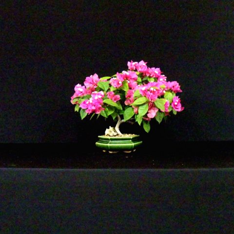 bonsai10.jpg