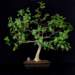 bonsai14_small.jpg
