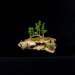 bonsai15_small.jpg