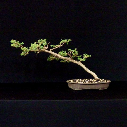 bonsai16.jpg