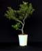 bonsai19_small.jpg