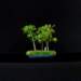 bonsai20_small.jpg
