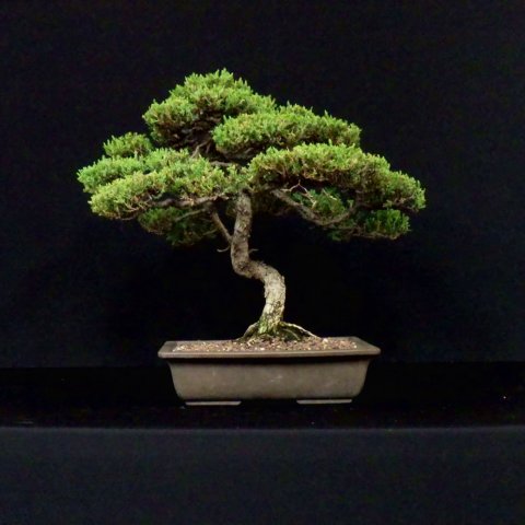 bonsai25.jpg