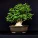 bonsai29_small.jpg