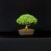 bonsai33_small.jpg