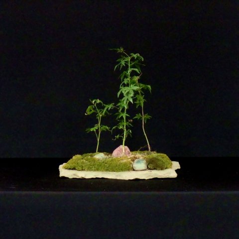bonsai34.jpg
