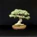 bonsai36_small.jpg