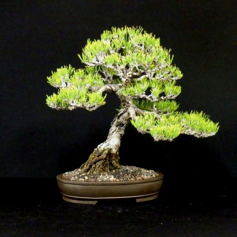 bonsai37.jpg