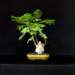 bonsai4_small.jpg