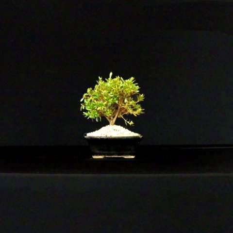 bonsai6.jpg