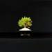 bonsai6_small.jpg