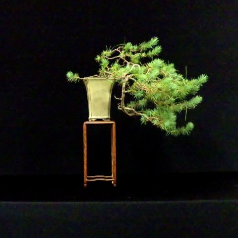 bonsai8.jpg