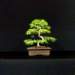 bonsai9_small.jpg