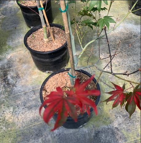 momiji10.jpg