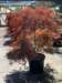 momiji13_small.jpg