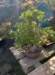 momiji15_small.jpg