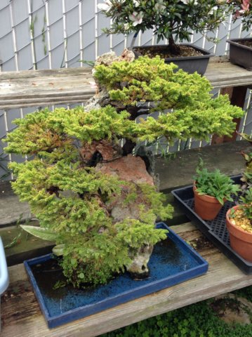 grovebonsai10.jpg