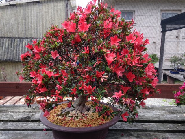 grovebonsai2.jpg