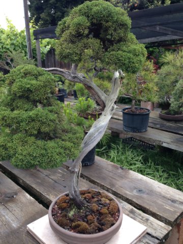 grovebonsai5.jpg